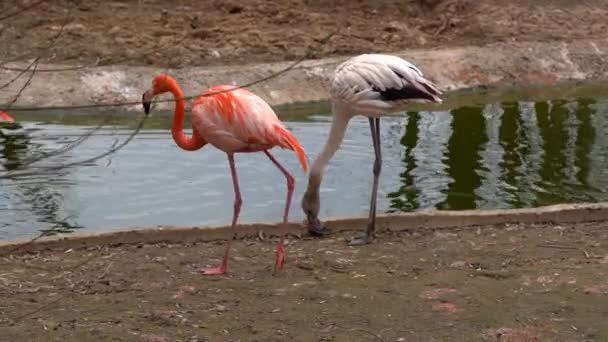 Een Kudde Roze Flamingo Loopt Rond Vijver Sommige Vogels Verlagen — Stockvideo