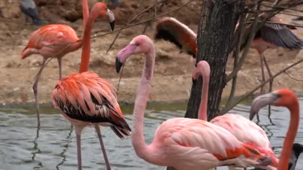 Un troupeau de flamants roses se promène autour de l'étang, certains oiseaux baissent la tête et boivent de l'eau en gros plan, tirant par une journée nuageuse 