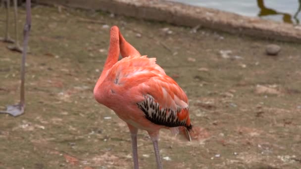Pink Flamingo Cleans Its Feathers Close — Stock Video