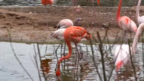 Un troupeau de flamants roses se promène autour de l'étang, certains oiseaux baissent la tête et boivent de l'eau en gros plan 