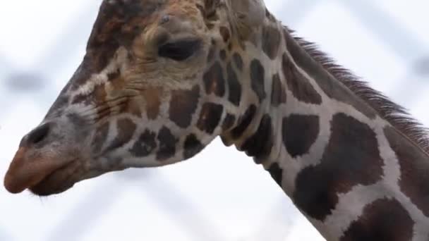La girafe dans l'enceinte regarde sur le côté, puis tourne et s'approche de la caméra, gros plan sur les yeux et le museau de la girafe 