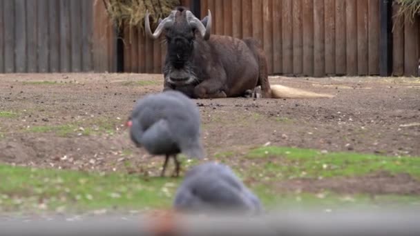 Herbe Est Une Volaille Volaille Deuxième Ensuite Arrière Plan Trouve — Video