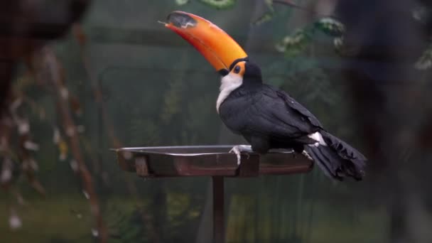 大きなオレンジ色のくちばしと黒い羽毛が金属製のフィーダーに座って食べ物を食べている鳥のトゥーカン クローズアップ — ストック動画
