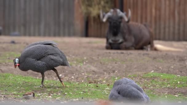 Çim Bir Kümes Hayvanları Ikinci Tavuk Sonraki Gider Arka Planda — Stok video