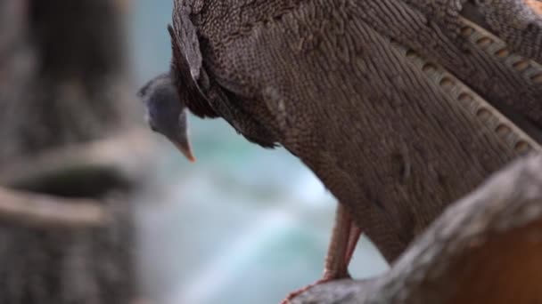 阿格斯野鸡或大型野鸡 坐在树枝上 清洁它的羽毛 — 图库视频影像