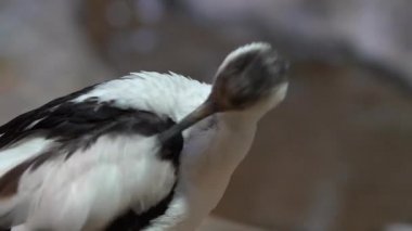 Pied Avocet (siyah ve beyaz tüylü kuş) uzun, siyah gagası, yakın çekim, iyi havalarda gün ışığı çekim ile tüylerini preening