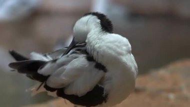 Birkaç avocets suya gitmek, çerçevede odak değişikliği, bir pied Avocet uzun gagası ile tüyleri temizlenmiş, odak değişikliği: kuşlar küçük bir gölet yürümek, suya gaga daldırma