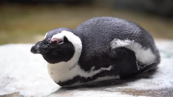 Jackass Pingüino Encuentra Una Piedra Trata Conciliar Sueño Cierra Abre — Vídeo de stock