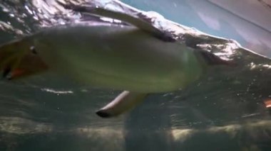 Penguen büyük bir akvaryumda suda yüzer, küçük bir çocuk penguen bakar ve cam ellerini eğilir, hayvanat bahçesinde çekim, yakın çekim