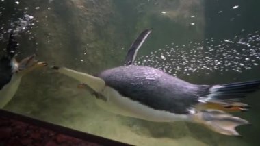 Penguenler su altında akvaryumda yüzer, penguenler geçmiş yüzer ve açılır, yavaş hareket, yakın çekim