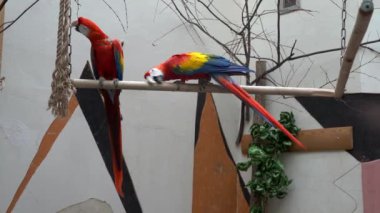 İki papağan tahta bir çapraz çubuğun üzerinde oturup, biri gagasını kaşıyıp, ikincisi ipi ısırır, sonra birbirlerinin pençelerine dokunmaya başlarlar.