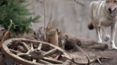 Kurt küçük bir ağaç ve ahşap bir vagon tekerleği yanında duruyor, diğer kurt durur yaklaştı, kamera bakar ve yaprakları. Hayvanat bahçesinde çekim, bahar günü