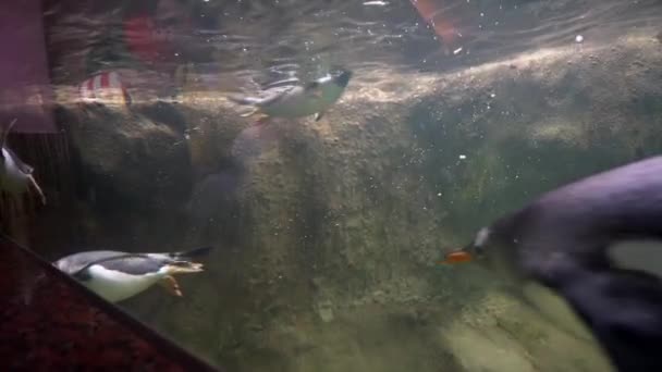 Penguins Swim Aquarium Water Penguin Swims Unfolds Slow Motion — Stock Video