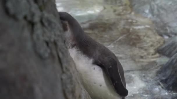 Pinguin Steht Stein Dann Geht Hintergrund Viele Pinguine Hinter Dem — Stockvideo