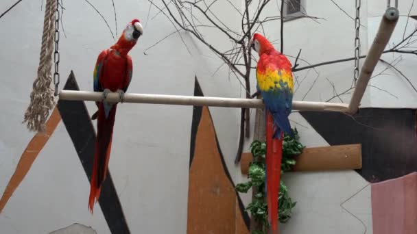 Scarlet (red-and-yellow) macaw, Two parrots sitting on different ends of the wooden crossbar, looking in different directions, the average plan — Stock Footage Scarlet Red Yellow Macaw Two Parrots Sitting Different Ends Wooden Stock Video