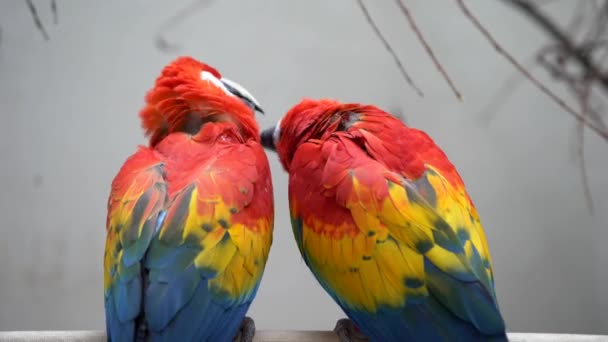 Šarlatové Červenožluté Macaw Dva Papoušci Sedící Dřevěném Kříži Jeden Kousne — Stock video