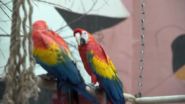Scarlet Red Yellow Macaw Two Parrots Sitting Wooden Crossbar Beak — Stock Video