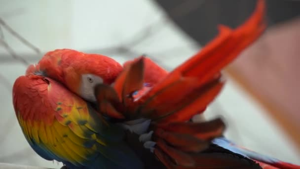 Scarlet (red-and-yellow) macaw,Two parrots are sitting on a wooden crossbar, one is cleaning the feathers in the tail , close-up, portrait — Stock Footage Scarlet Red Yellow Macaw Two Parrots Sitting Wooden Crossbar One Royalty Free Stock Footage