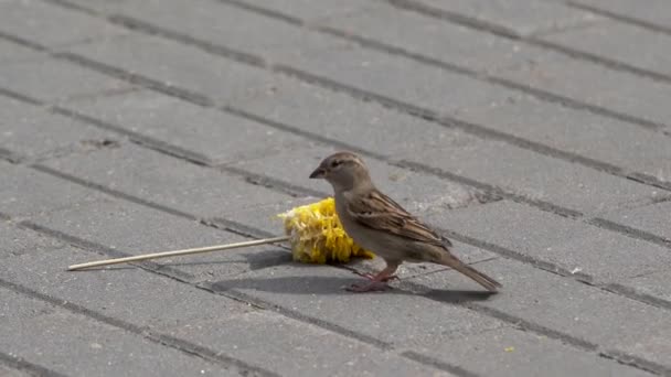 Paving Slabs Eaten Corn Cob Fly Him Sparrows Try Peck — Stock Video