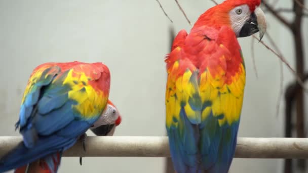 Šarlatové Červenožluté Macaw Dva Papoušci Sedí Dřevěném Křížovém Baru Pak — Stock video