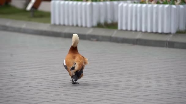 Rostige Schelente Ente Die Einem Bewölkten Tag Auf Der Gehwegplatte — Stockvideo