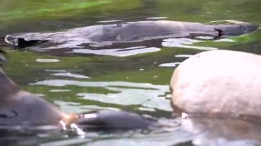 İki Kuzey kürk fokları havuzda yüzer, yakın çekim, hayvanat bahçesinde çekim
