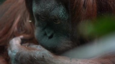 Büyük bir turuncu orangutan yere yatıyor ve küçük siyah böcekler üzerinde çiğneme, sonra ayağa kalkar ve uzak bakar, yakın çekim, hayvanat bahçesinde bir cam muhafaza ile portre çekim