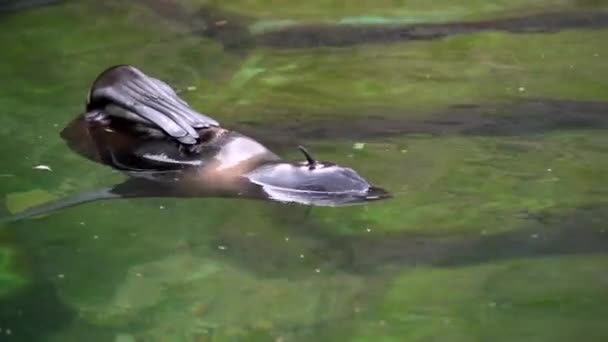 Nordpelzrobbe Schwimmt Teich Dreht Den Kopf Verschiedene Richtungen Nahaufnahme Schießen — Stockvideo