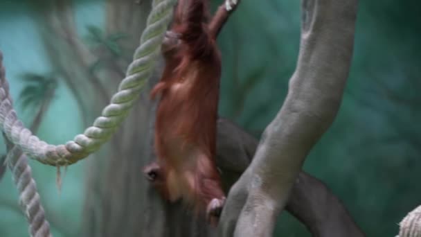 Vrouwelijke Oranje Orang Oetan Weegt Zijn Handen Kooi Verplaatst Naar — Stockvideo