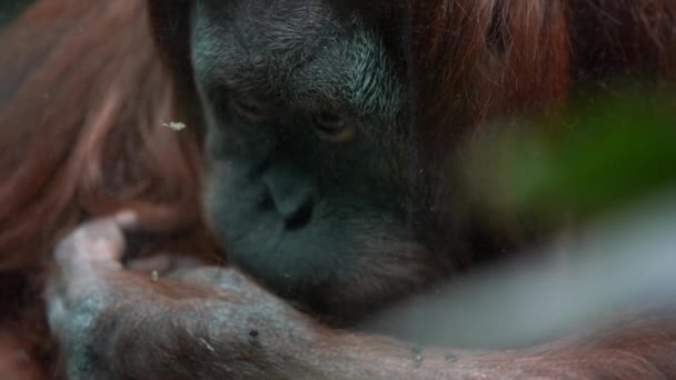 一只大橙色猩猩躺在地上 咀嚼着黑色小昆虫 然后站起来 看着远方 通过动物园的玻璃外壳拍摄肖像 — 图库视频影像