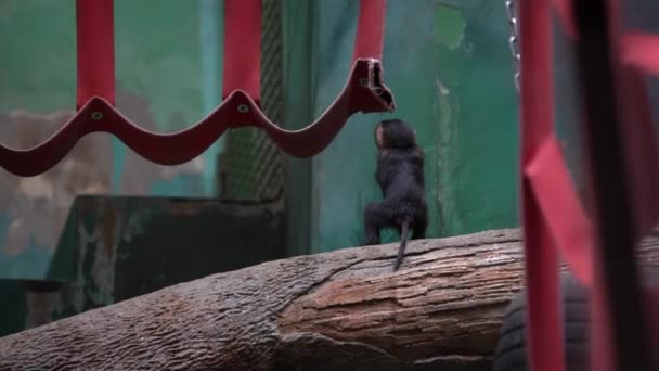 ブラウンマントタマリン サドルバックタマリンカブは赤いベルトで遊び カメラに背中を持つ木製のクロスバーに座って 動物園で撮影し クローズアップ — ストック動画