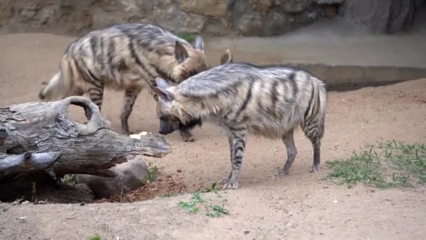 Gestreifte Hyänen Die Auf Gelbem Sand Laufen Einander Beschnuppern Mittlerer — Stockvideo