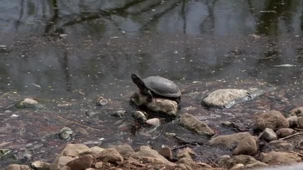Tartaruga Água Doce Sentado Uma Pedra Esticando Pescoço Banhando Sol — Vídeo de Stock