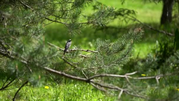 White Wagtail Sitting Branch Spruce Looking Branches Swaying Wind Shooting — Stock Video