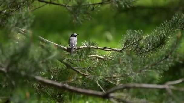 Beyaz Wagtail Ladin Dalında Oturuyor Etrafa Bakıyor Dalları Rüzgarda Sallanıyor — Stok video