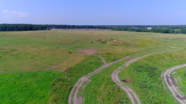 Photographie aérienne : champ, pâturage où les chevaux paissent blanc, brun et noir, l'appareil photo s'approche des chevaux. Journée ensoleillée d'été 