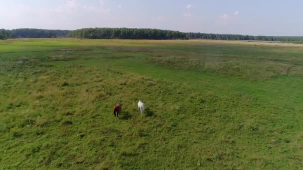 Letecká Fotografie Pole Pastviny Které Mají Dva Koně Bíle Hnědé — Stock video