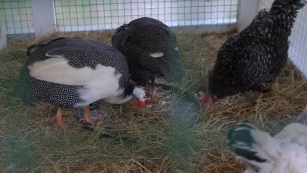 Two Guinea Fowl Black White Chicken Walking Hay Cage Looking — Stock Video