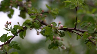 Yağmurdan sonra yeşil yaprakları ve beyaz ve pembe tomurcukları ile Elma ağacı dalı, yakın çekim, doğal ışık
