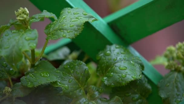 Folhas Verdes Planta Cobertas Com Gotas Água Vegetação Após Chuva — Vídeo de Stock