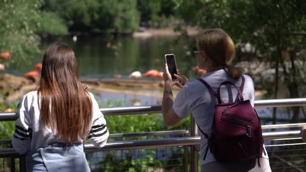 Grupp Människor Står Djurparken Vid Inhägnaden Med Flamingos Kvinna Tar — Stockvideo
