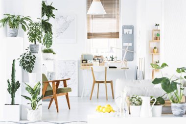 Beyaz duvarları, ahşap sandalye ve bir kase içinde limon ile botanik ev ofis iç