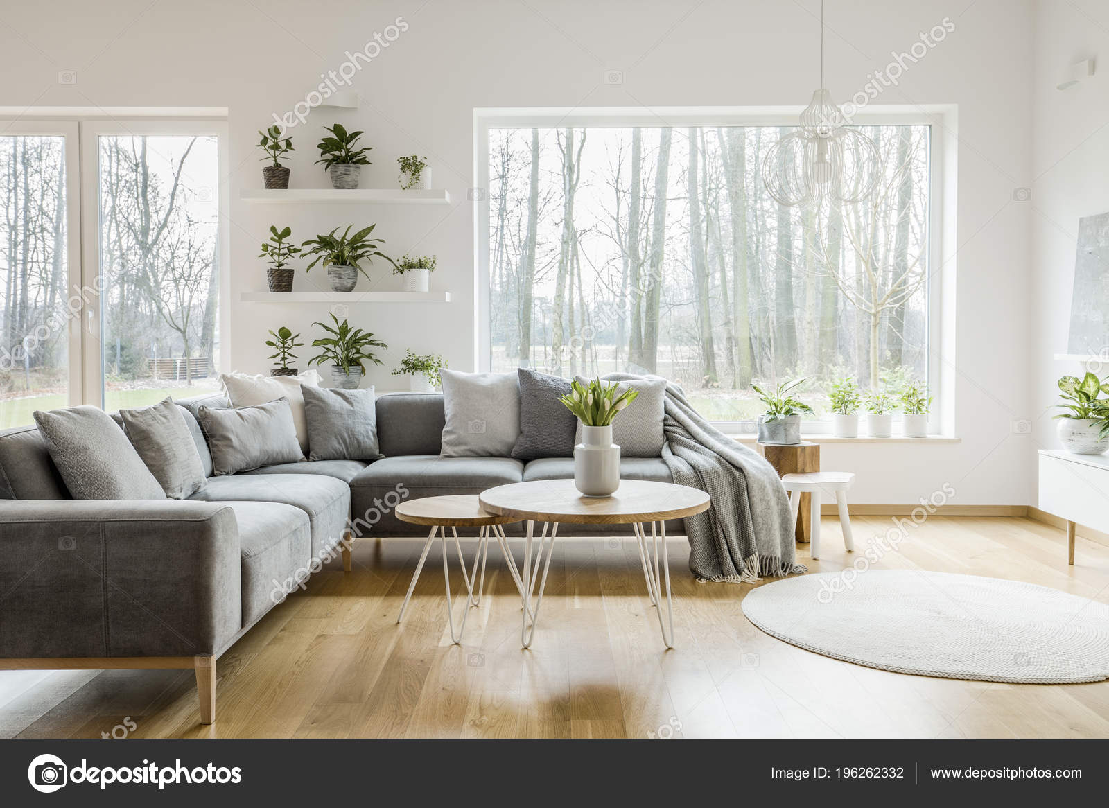 Plants Shelves Next Window Natural Living Room Interior Grey Corner Plants On Shelves Next To A Window In Natural Living Room Interior With Grey Corner Sofa And Table Photo By Photographee Eu
