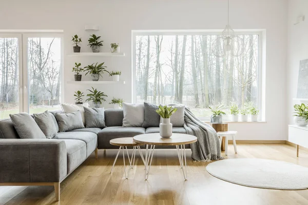 Plants Shelves Next Window Natural Living Room Interior Grey Corner — Stock Photo, Image