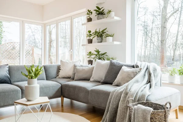 灰色角落沙发与枕头和毯子在白色客厅内部与窗口 玻璃门和新鲜的郁金香在末端桌 — 图库照片