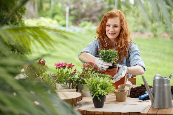 Happy Housewife Replanting Flowers Spring Work Garden — Stock Photo, Image