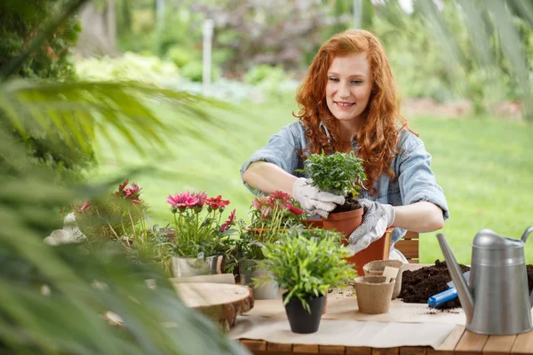 Heureuse Femme Foyer Replantant Des Fleurs Pendant Les Travaux Printemps — Photo