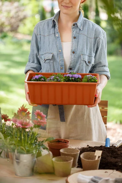 紫の花でいっぱいの大きな プラスチック ポットを押しながら土の鍋やテーブルの後ろに立っている青いシャツを着て笑顔の女性 — ストック写真