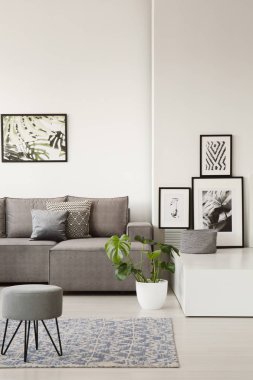 Gri kanepenin arkasında bir taburede aydınlık oturma odası iç botanik posterler ve monstera bitki ile mavi halı yastıklar. Gerçek fotoğraf