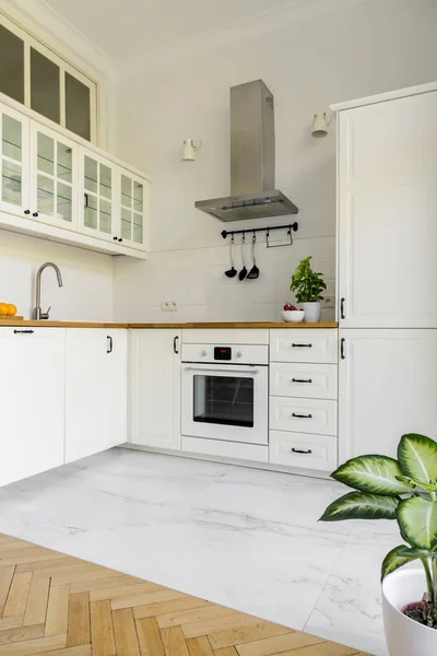 Plant in simple white kitchen interior with silver cooker hood. Real photo